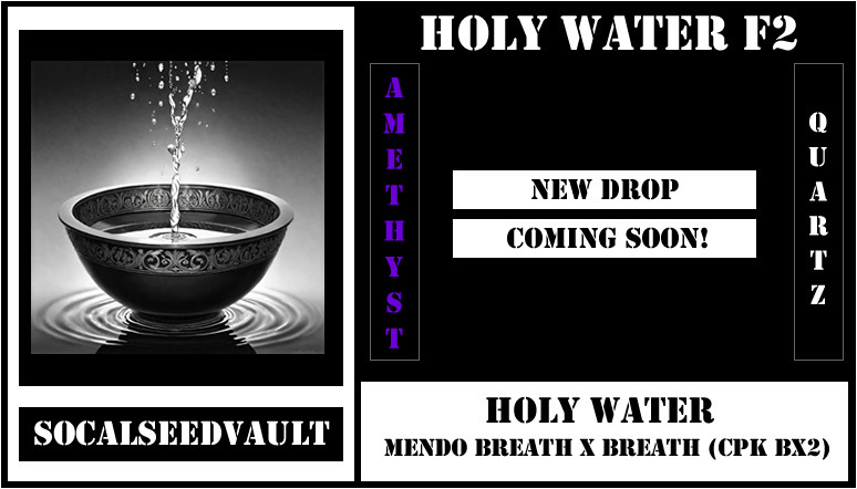 Holy Water F2 Strain - Mendo Breath x BREATH (Cherry Pie Kush BX2)